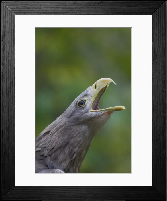 Framed Print : Picture No. 12009631 Framed Print : Picture No. 12009631