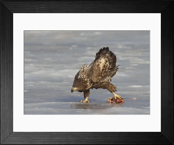 Framed Print : Picture No. 12009632 Framed Print : Picture No. 12009632