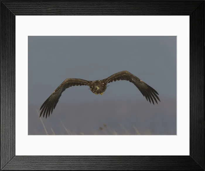 Framed Print : Picture No. 12009633 Framed Print : Picture No. 12009633