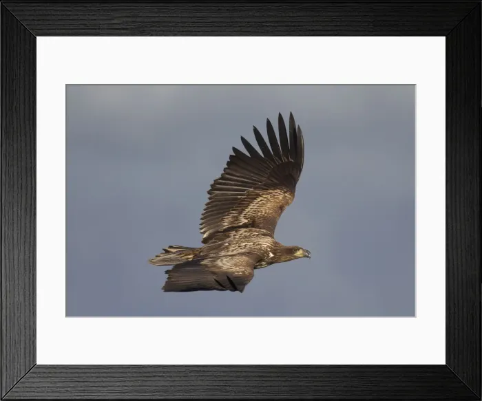 Framed Print : Picture No. 12009634 Framed Print : Picture No. 12009634