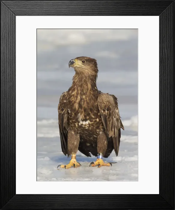 Framed Print : Picture No. 12009636 Framed Print : Picture No. 12009636