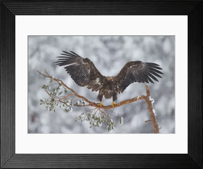 Framed Print : Picture No. 12009637 Framed Print : Picture No. 12009637