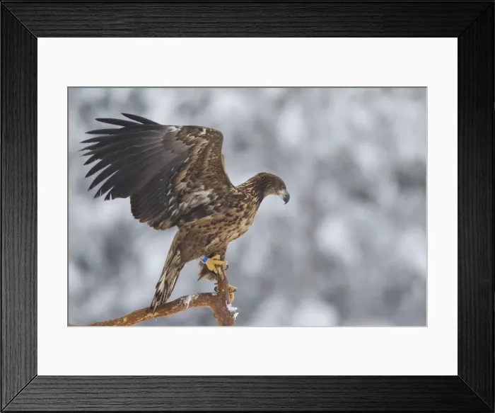 Framed Print : Picture No. 12009638 Framed Print : Picture No. 12009638