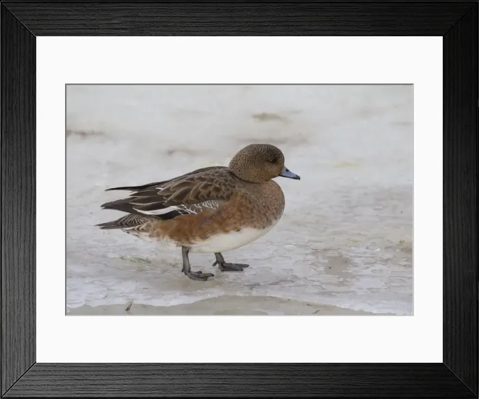 Framed Print : Picture No. 12009639 Framed Print : Picture No. 12009639