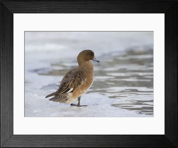 Framed Print : Picture No. 12009640 Framed Print : Picture No. 12009640