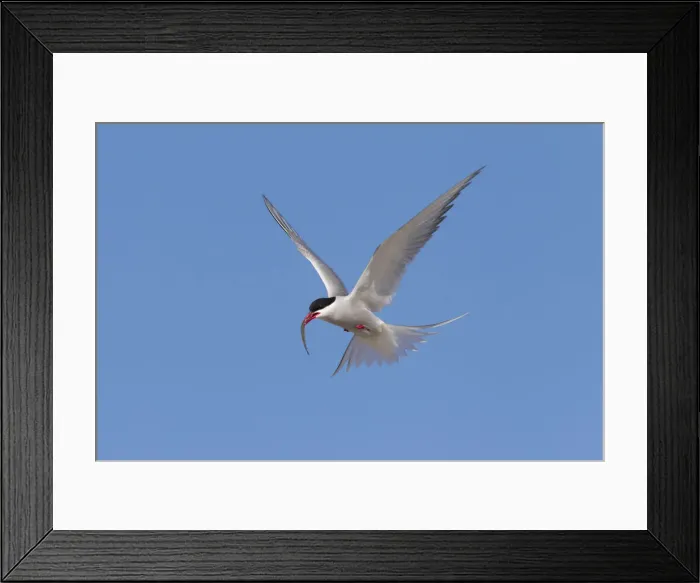 Framed Print : Picture No. 12010395 Framed Print : Picture No. 12010395