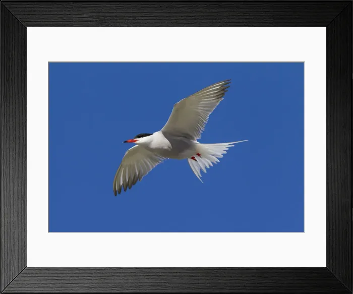 Framed Print : Picture No. 12010396 Framed Print : Picture No. 12010396