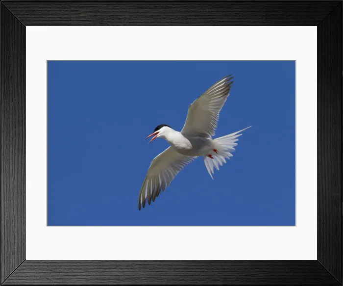 Framed Print : Picture No. 12010397 Framed Print : Picture No. 12010397