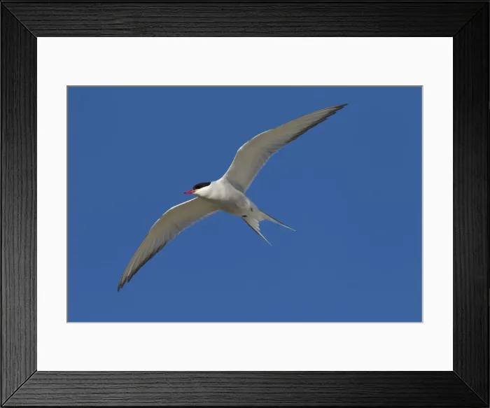 Framed Print : Picture No. 12010398 Framed Print : Picture No. 12010398