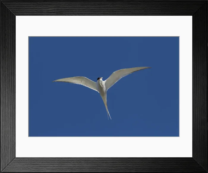 Framed Print : Picture No. 12010399 Framed Print : Picture No. 12010399