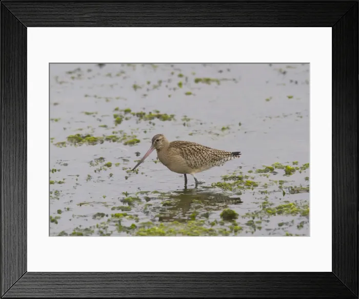 Framed Print : Picture No. 12010400 Framed Print : Picture No. 12010400