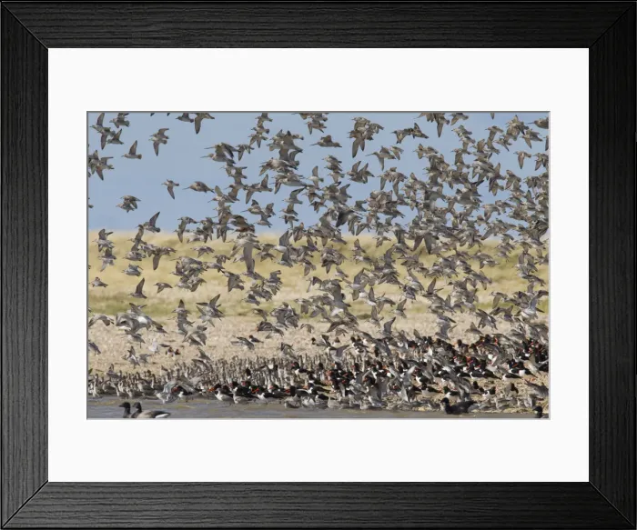 Framed Print : Picture No. 12010403 Framed Print : Picture No. 12010403