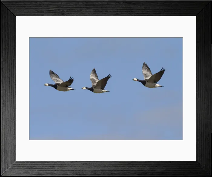 Framed Print : Picture No. 12010404 Framed Print : Picture No. 12010404