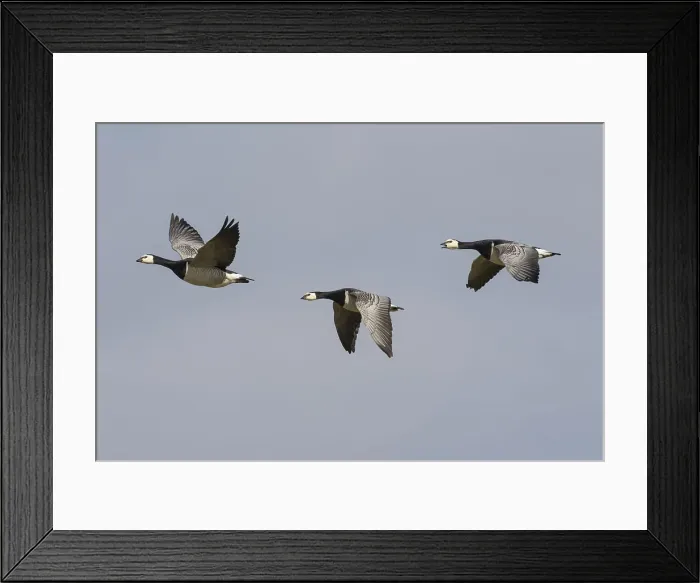 Framed Print : Picture No. 12010405 Framed Print : Picture No. 12010405