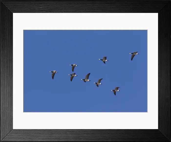 Framed Print : Picture No. 12010407 Framed Print : Picture No. 12010407