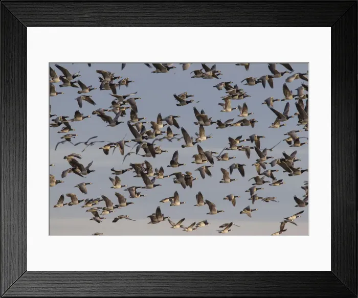Framed Print : Picture No. 12010408 Framed Print : Picture No. 12010408