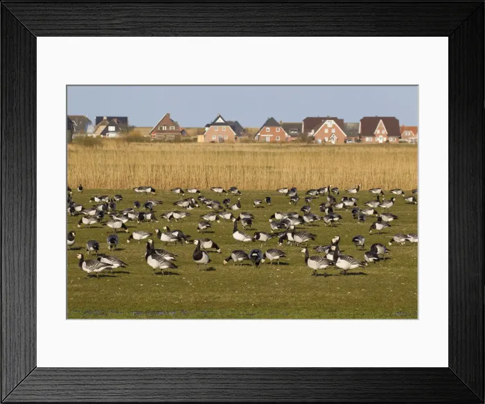 Framed Print : Picture No. 12010409 Framed Print : Picture No. 12010409