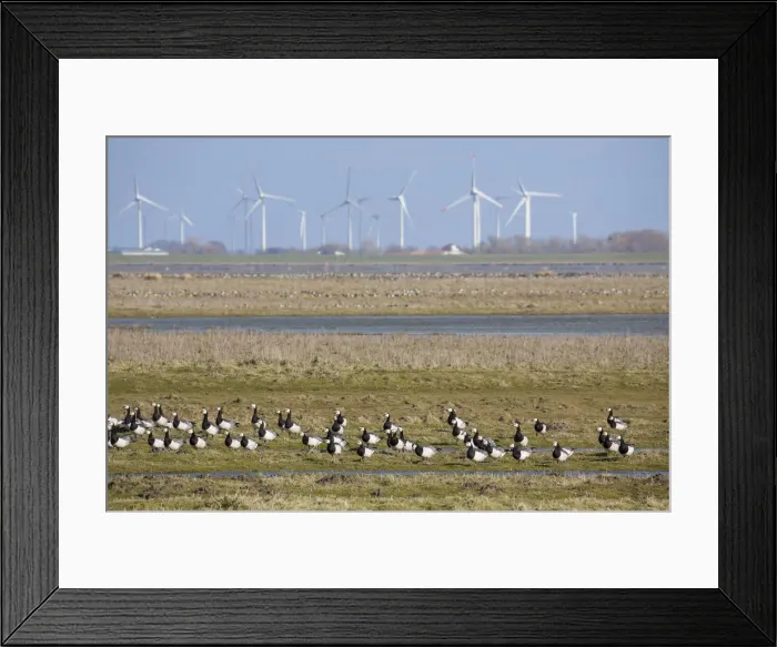 Framed Print : Picture No. 12010410 Framed Print : Picture No. 12010410