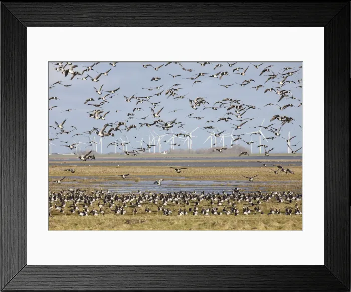 Framed Print : Picture No. 12010411 Framed Print : Picture No. 12010411