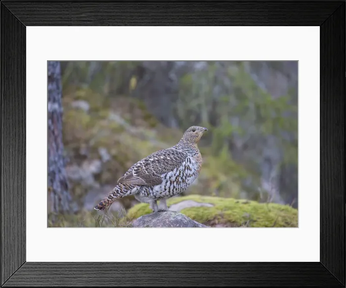 Framed Print : Picture No. 12010413 Framed Print : Picture No. 12010413