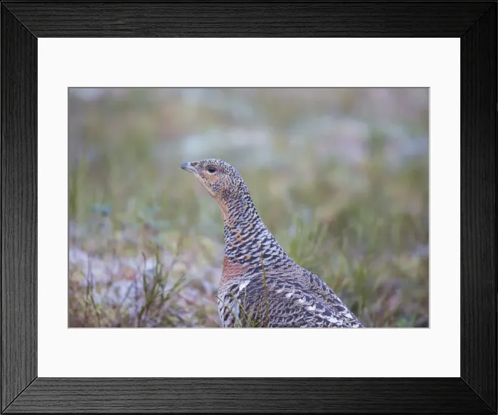 Framed Print : Picture No. 12010414 Framed Print : Picture No. 12010414