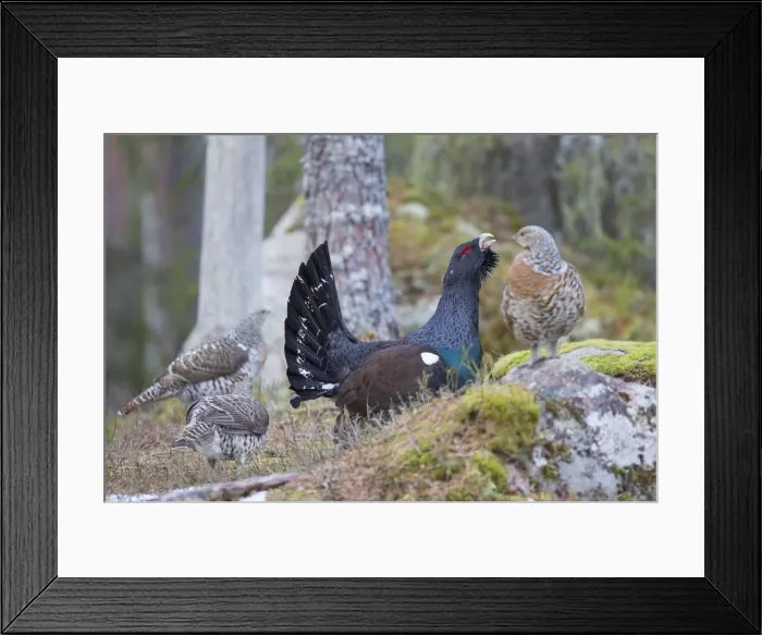 Framed Print : Picture No. 12010415 Framed Print : Picture No. 12010415