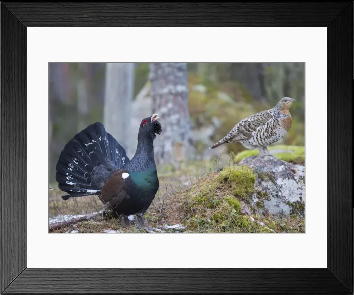 Framed Print : Picture No. 12010416 Framed Print : Picture No. 12010416