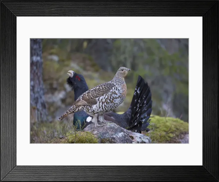 Framed Print : Picture No. 12010417 Framed Print : Picture No. 12010417