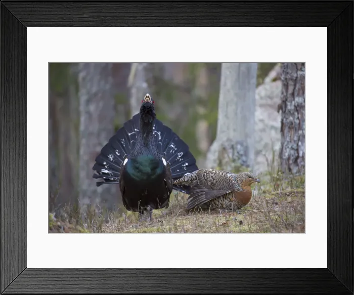 Framed Print : Picture No. 12010418 Framed Print : Picture No. 12010418