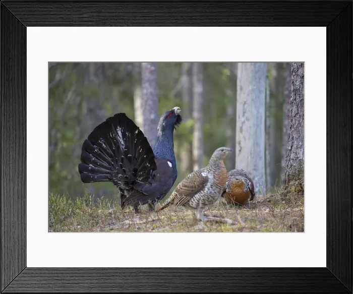 Framed Print : Picture No. 12010419 Framed Print : Picture No. 12010419
