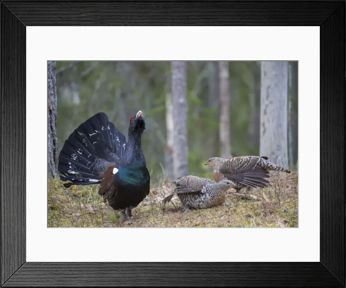 Framed Print : Picture No. 12010420 Framed Print : Picture No. 12010420