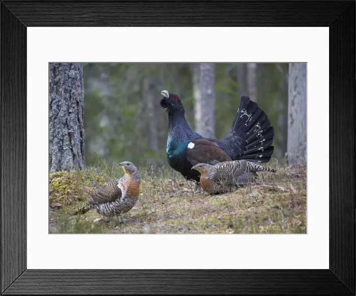 Framed Print : Picture No. 12010421 Framed Print : Picture No. 12010421