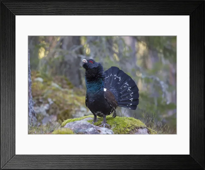 Framed Print : Picture No. 12010422 Framed Print : Picture No. 12010422