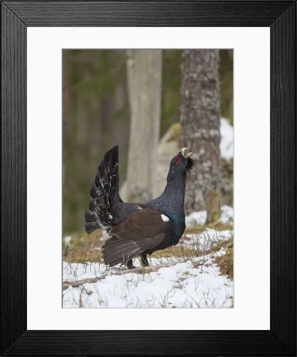 Framed Print : Picture No. 12010423 Framed Print : Picture No. 12010423