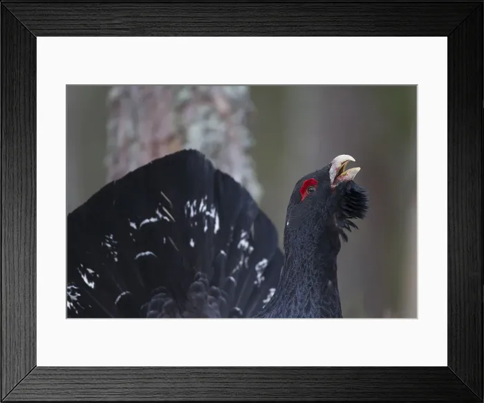 Framed Print : Picture No. 12010424 Framed Print : Picture No. 12010424
