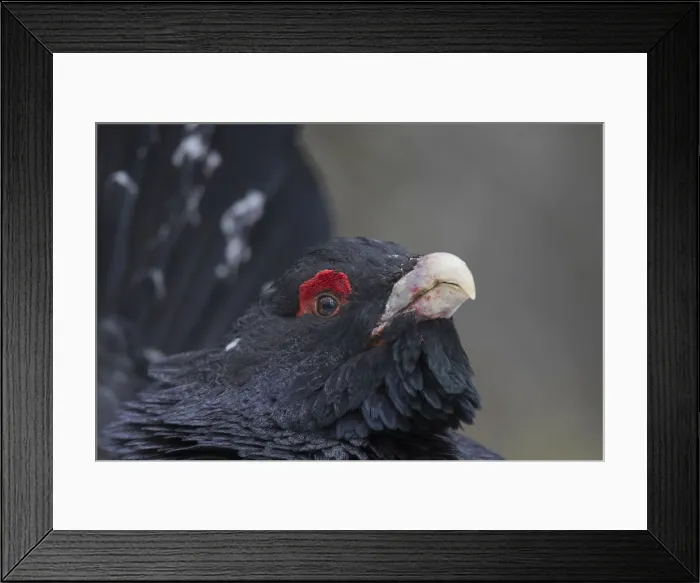 Framed Print : Picture No. 12010425 Framed Print : Picture No. 12010425