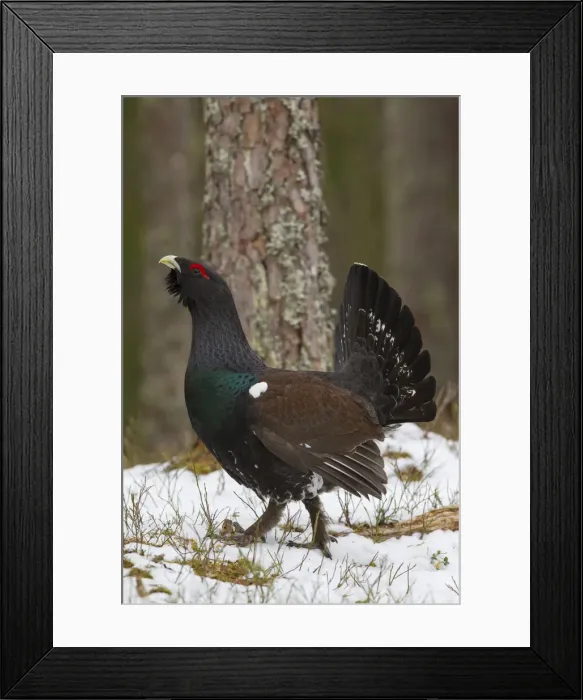 Framed Print : Picture No. 12010426 Framed Print : Picture No. 12010426