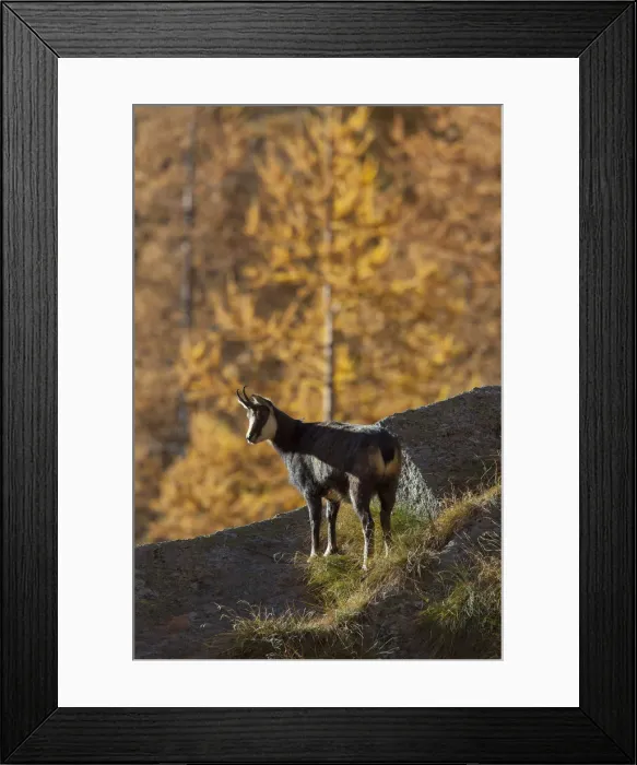 Framed Print : Picture No. 12010427 Framed Print : Picture No. 12010427