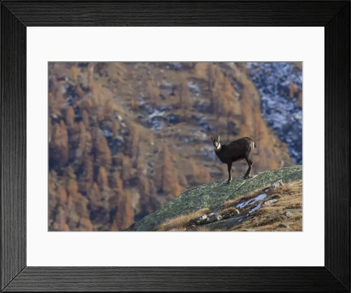 Framed Print : Picture No. 12010428 Framed Print : Picture No. 12010428