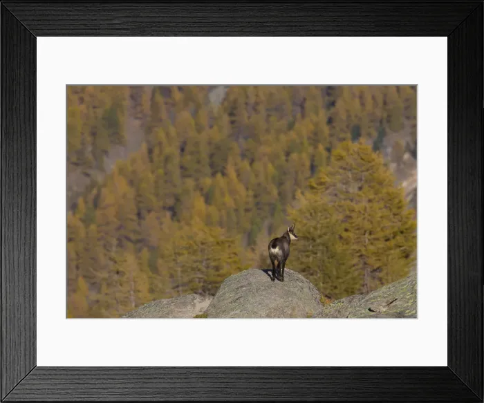 Framed Print : Picture No. 12010430 Framed Print : Picture No. 12010430