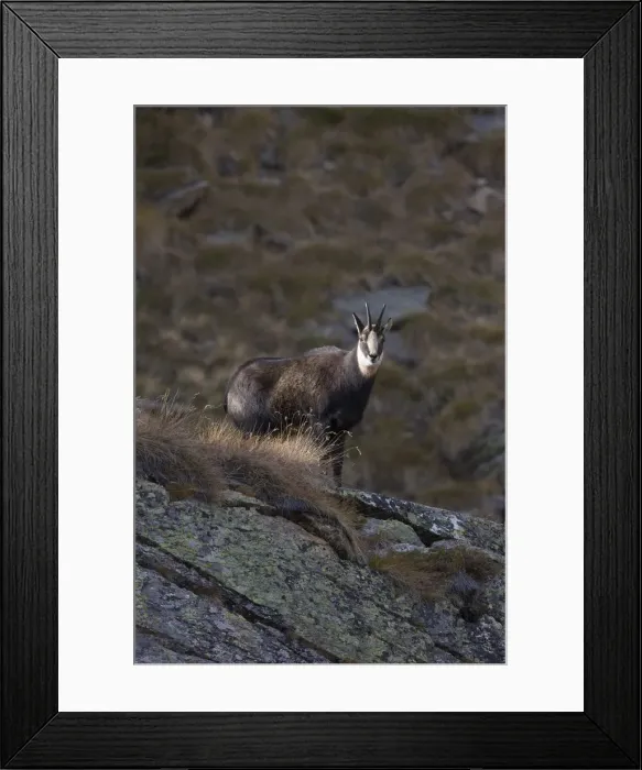 Framed Print : Picture No. 12010432 Framed Print : Picture No. 12010432