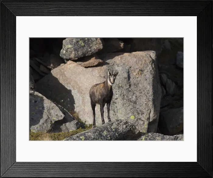 Framed Print : Picture No. 12010433 Framed Print : Picture No. 12010433