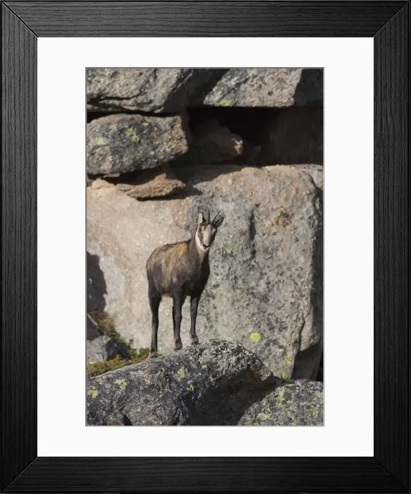 Framed Print : Picture No. 12010434 Framed Print : Picture No. 12010434