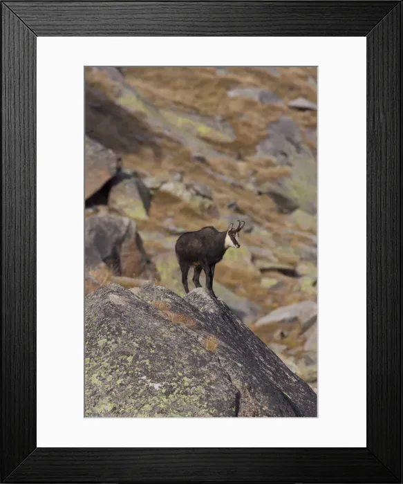 Framed Print : Picture No. 12010435 Framed Print : Picture No. 12010435