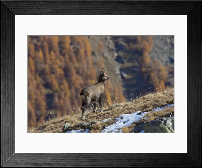 Framed Print : Picture No. 12010436 Framed Print : Picture No. 12010436