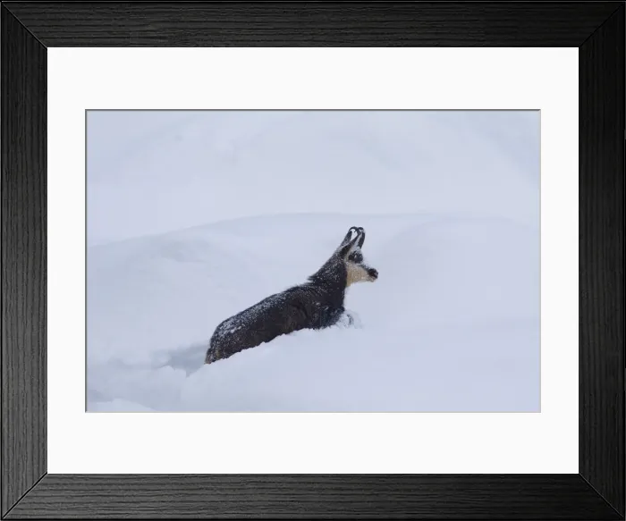 Framed Print : Picture No. 12010437 Framed Print : Picture No. 12010437