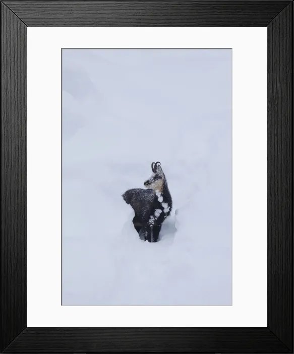 Framed Print : Picture No. 12010438 Framed Print : Picture No. 12010438