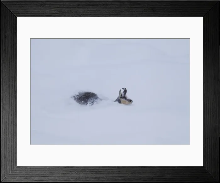 Framed Print : Picture No. 12010439 Framed Print : Picture No. 12010439