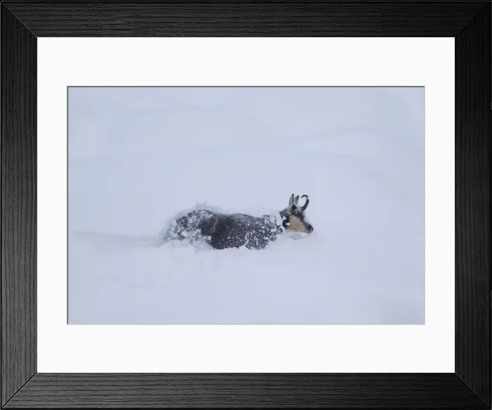 Framed Print : Picture No. 12010440 Framed Print : Picture No. 12010440