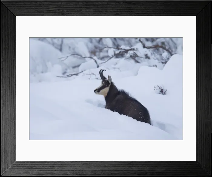 Framed Print : Picture No. 12010441 Framed Print : Picture No. 12010441